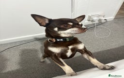 Chihuahua dogs for sale: Chihuahua male called Chiko - Image 1