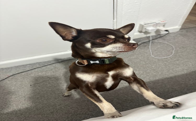 Chihuahua dogs - Advert 2