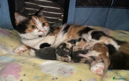 American Shorthair cats for sale: 4 amazingly beautiful kittens - Advert 2