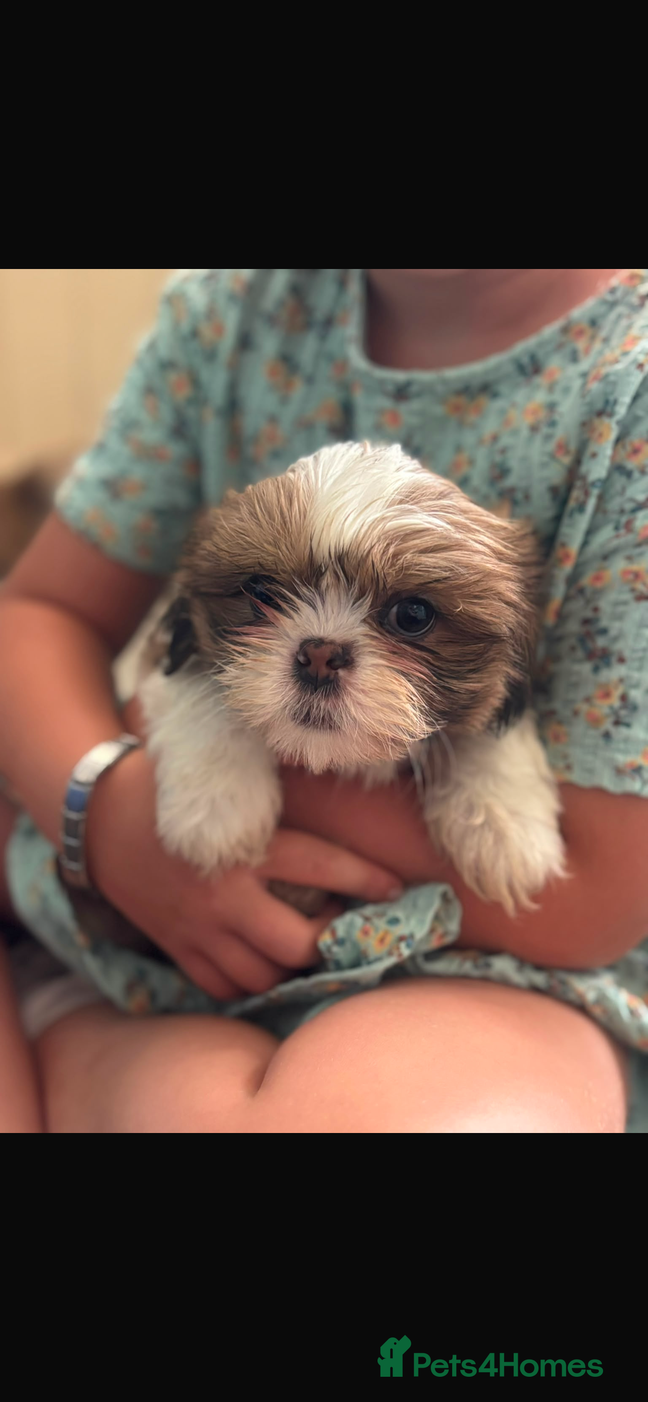 Shih Tzu dogs Imperial shin tzu pups - Advert 2