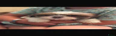 Shih Tzu 5