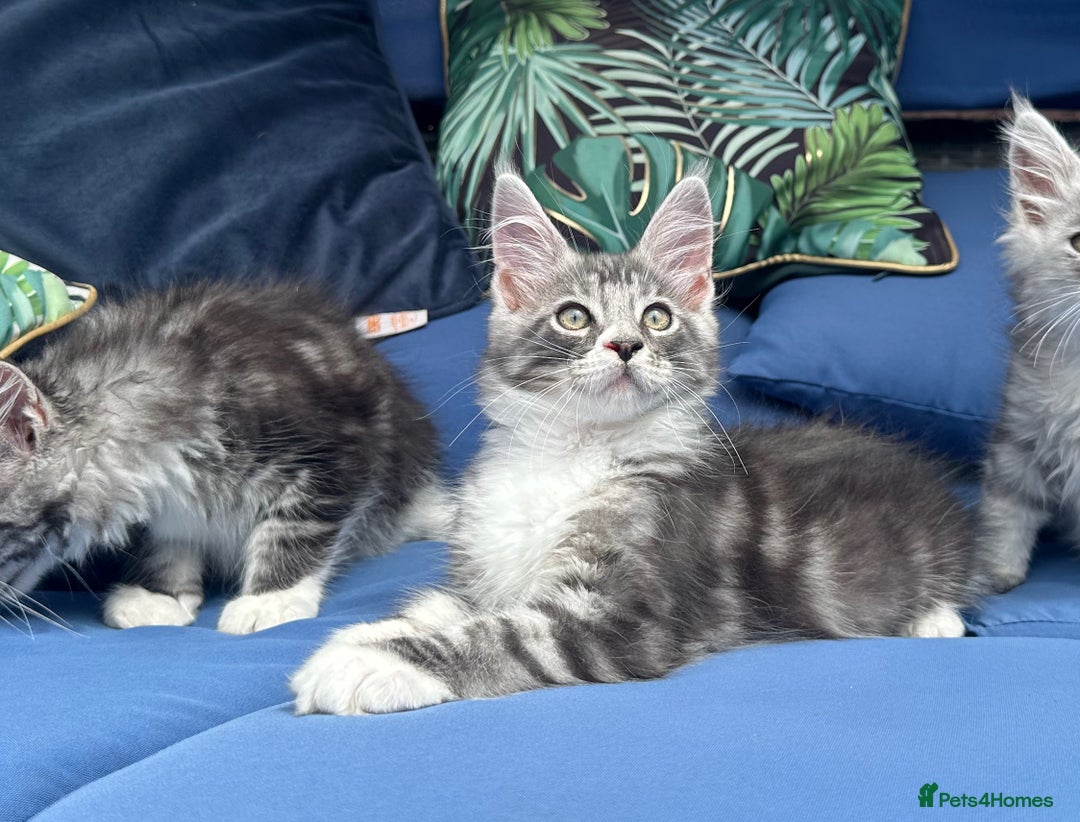 Maine Coon cats for sale: Maine Coons with Tests, Papers & Vet Checks  - Image 8
