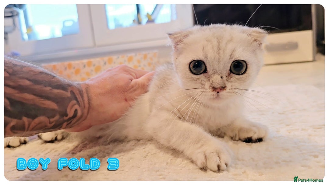 Scottish Fold cats for sale: Adorable scottish fold kittens - Image 11
