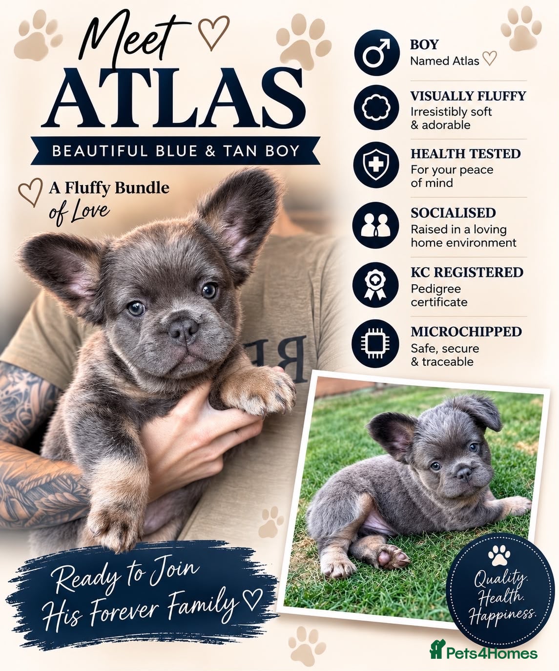 French Bulldog dogs Fluffy French bulldog puppies 🐶  - Advert 18