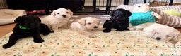 Schnoodle dogs for sale: Beautiful F1 Schnoodle Puppies - Advert 29