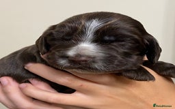 Cocker Spaniel dogs for sale: Stunning KC Reg Cocker Spaniel Pups Choco/Black - Image 4