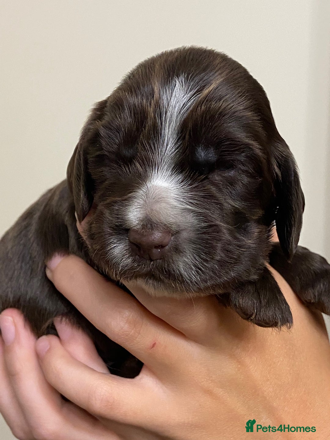 Cocker Spaniel dogs for sale: Stunning KC Reg Cocker Spaniel Pups Choco/Black - Image 4