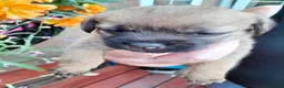 Mixed Breed dogs for sale: 6 lovely puppies 🐶 😍  - Advert 2