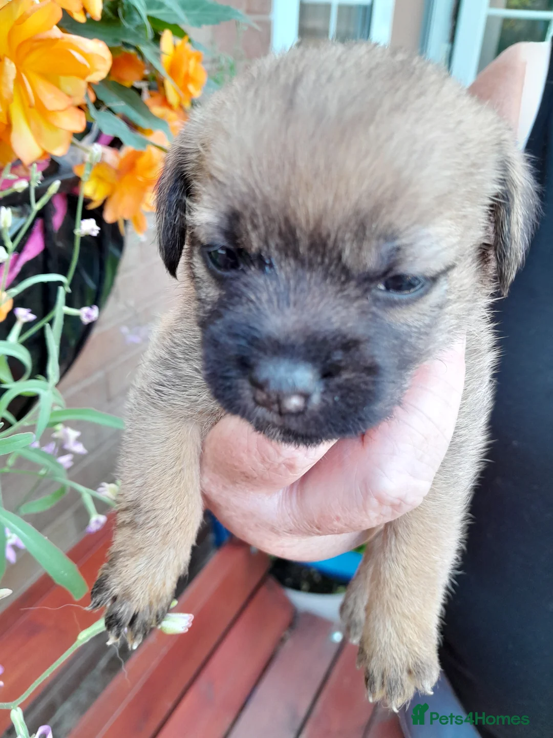 Mixed Breed dogs for sale: 6 lovely puppies 🐶 😍  - Advert 2