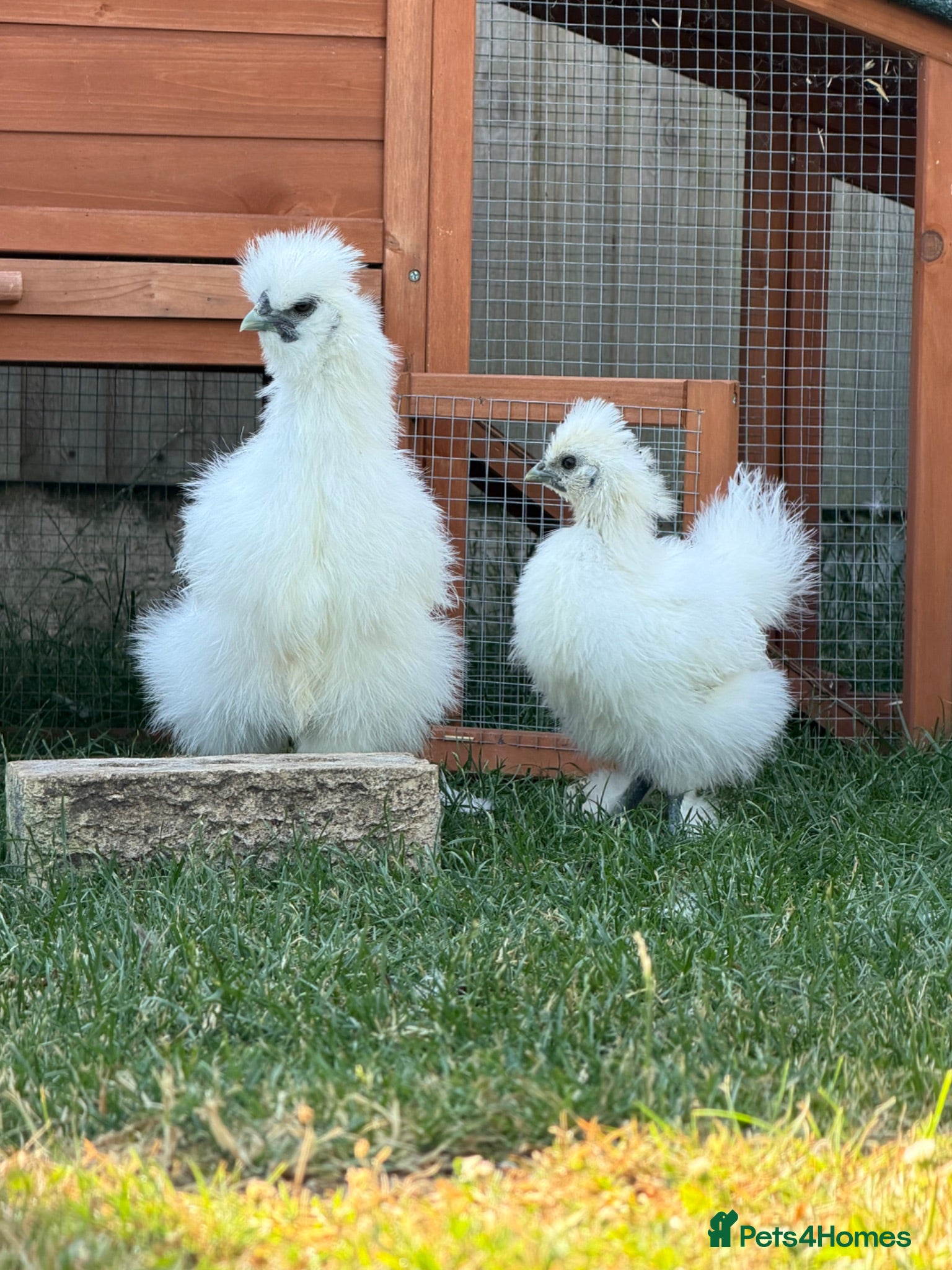 Chickens poultry Silkie chicks  - Advert 1