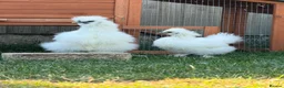 Chickens poultry for sale: Silkie chicks  - Advert 1