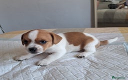 Jack Russell dogs for sale: Jack Russell for sale - Image 9