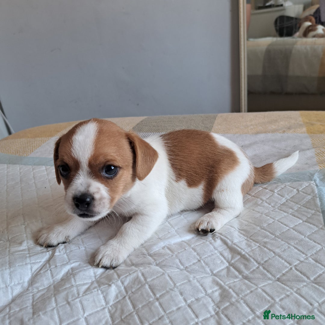 Jack Russell dogs for sale: Jack Russell for sale - Image 9