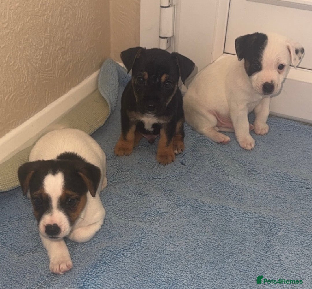 Jack Russell dogs for sale: Minituare short haired jack Russell’s ready now - Advert 10