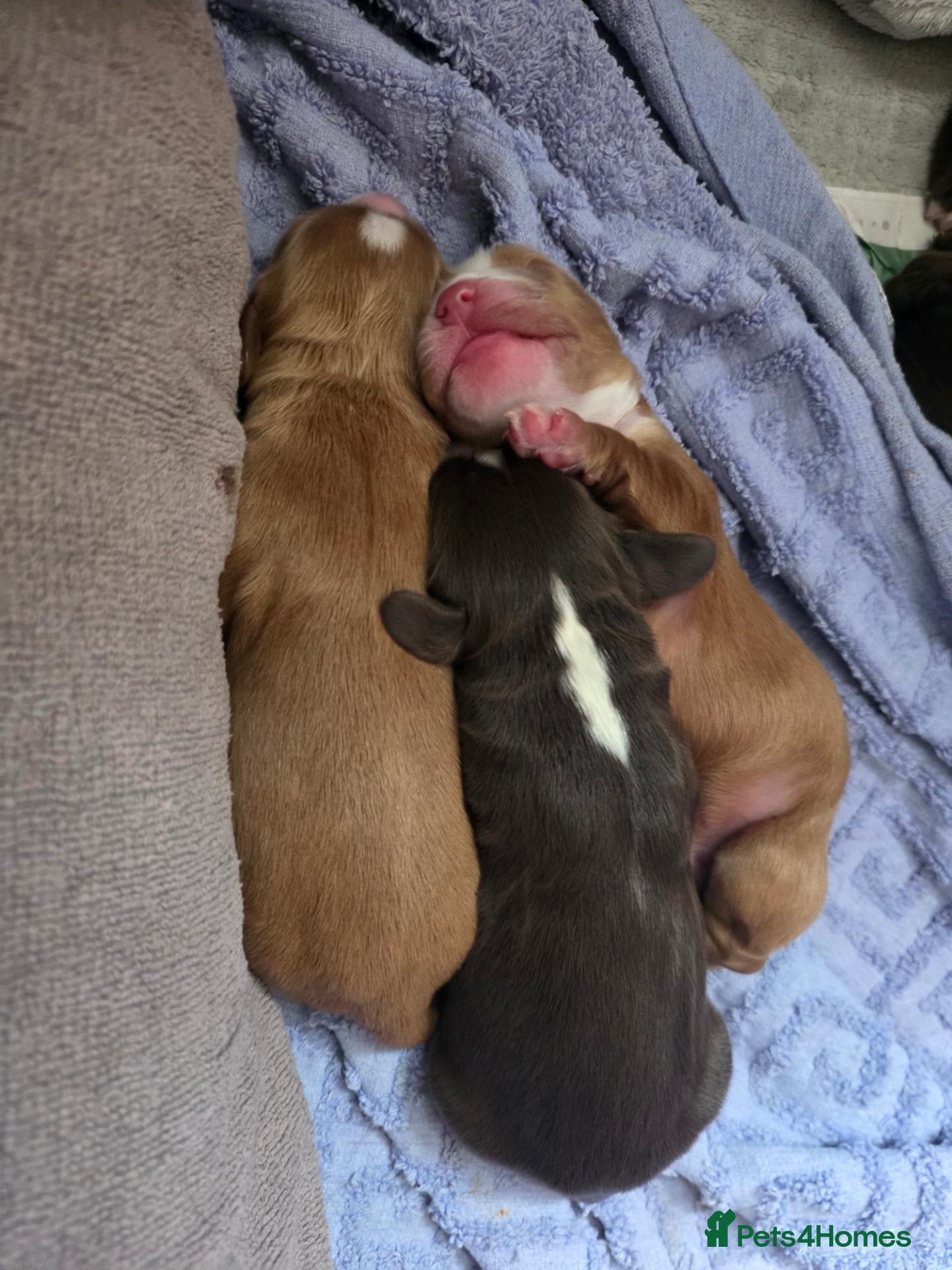 Cocker Spaniel dogs Working cockerspaniel puppies - Advert 1