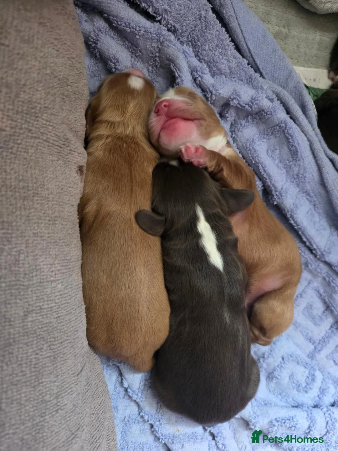Cocker Spaniel dogs for sale: Working cockerspaniel puppies - Advert 1