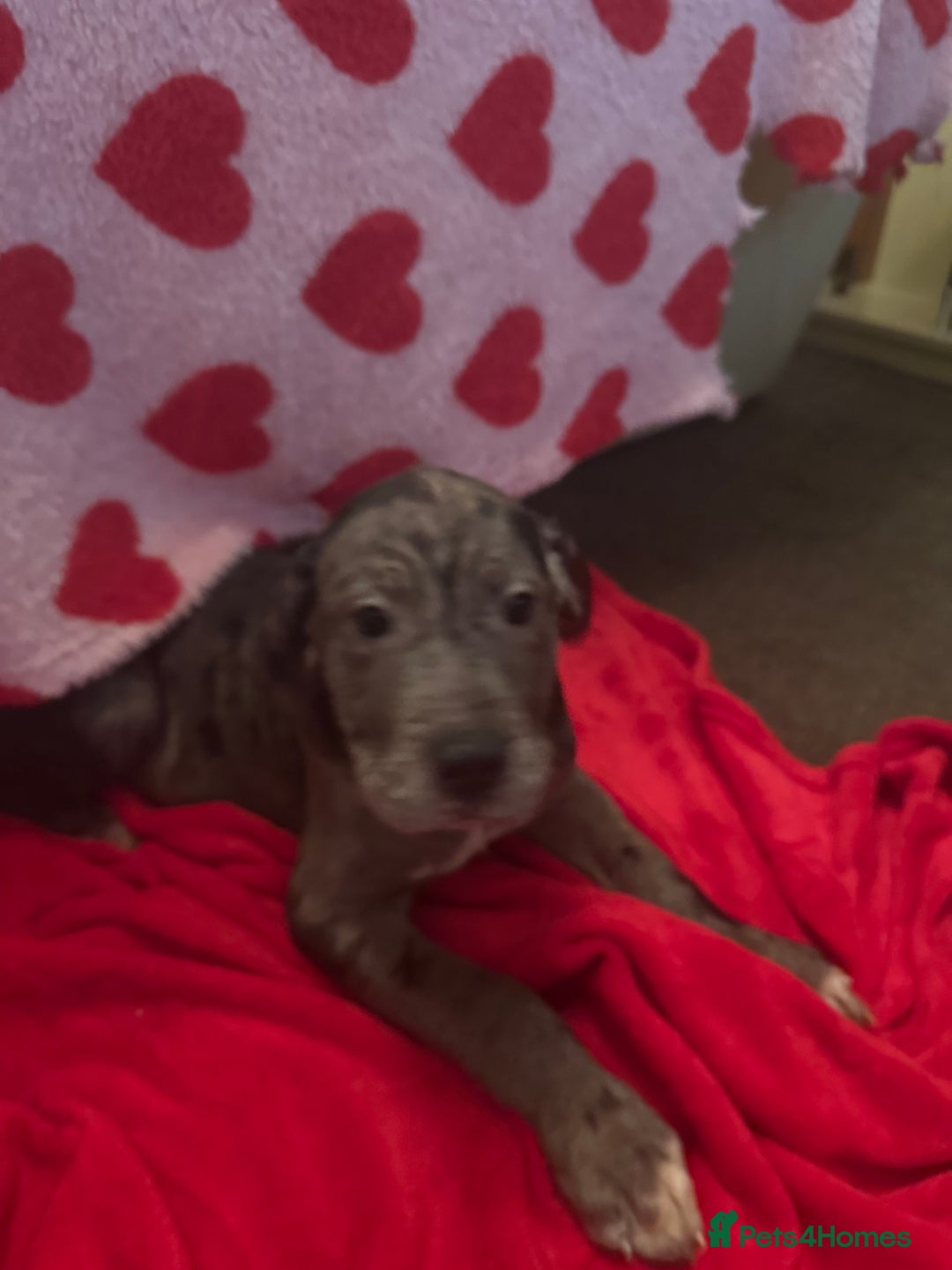 Cane Corso dogs for sale: Stunning litter - Advert 5