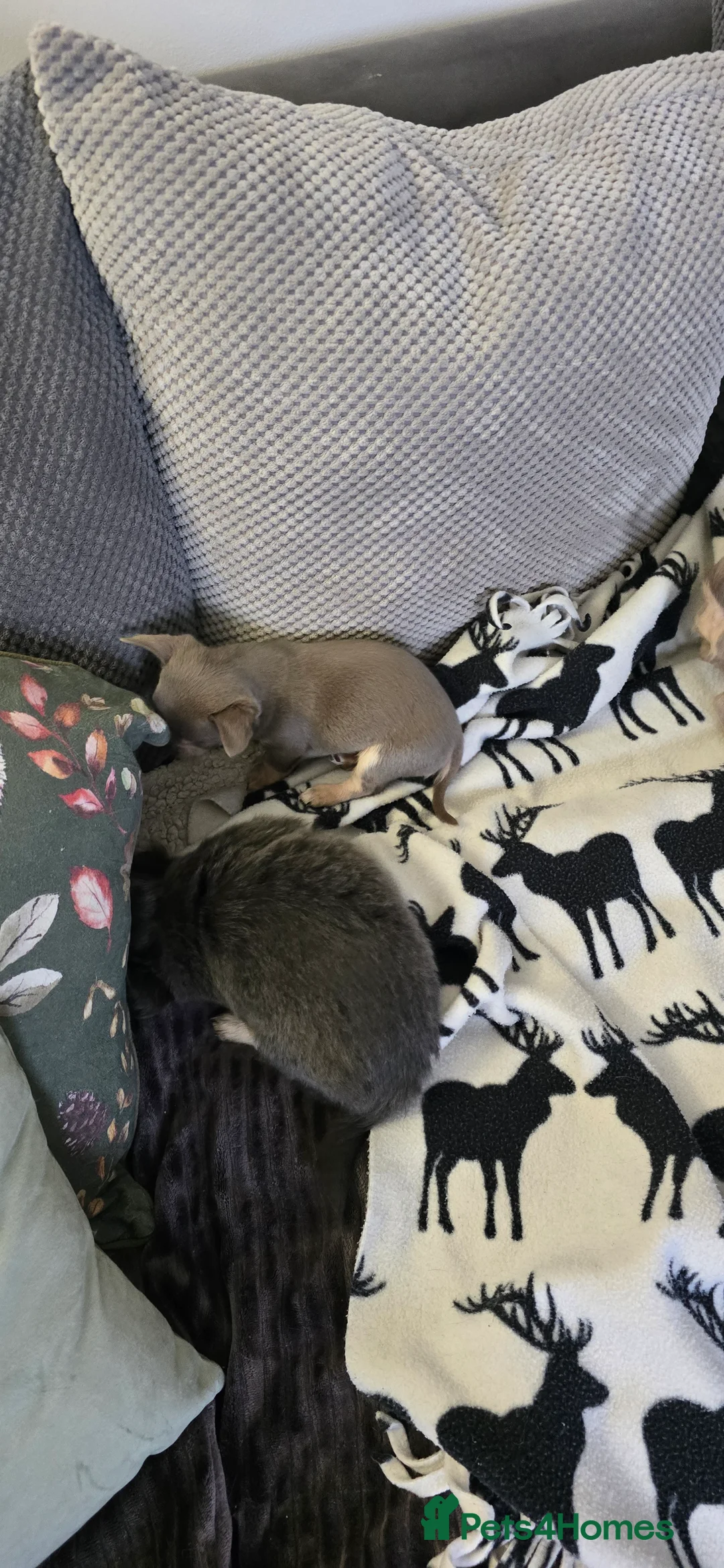 Chihuahua dogs for sale: Beautiful Chihuahua puppies  in Blackwood - Advert 27