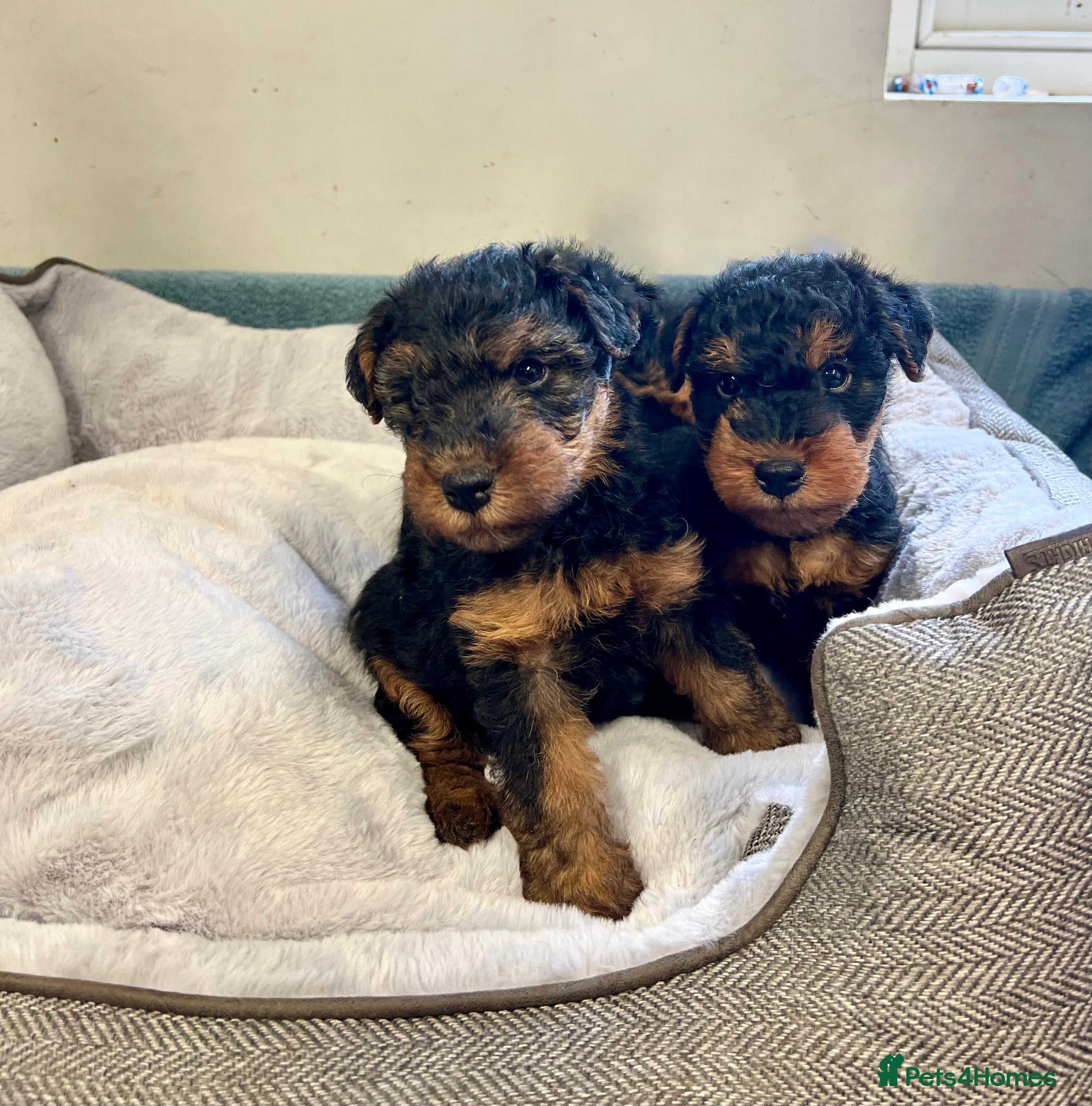 Welsh Terrier dogs Top Quality KC Reg, PLL Clear Welsh Terrier Pups - Advert 1