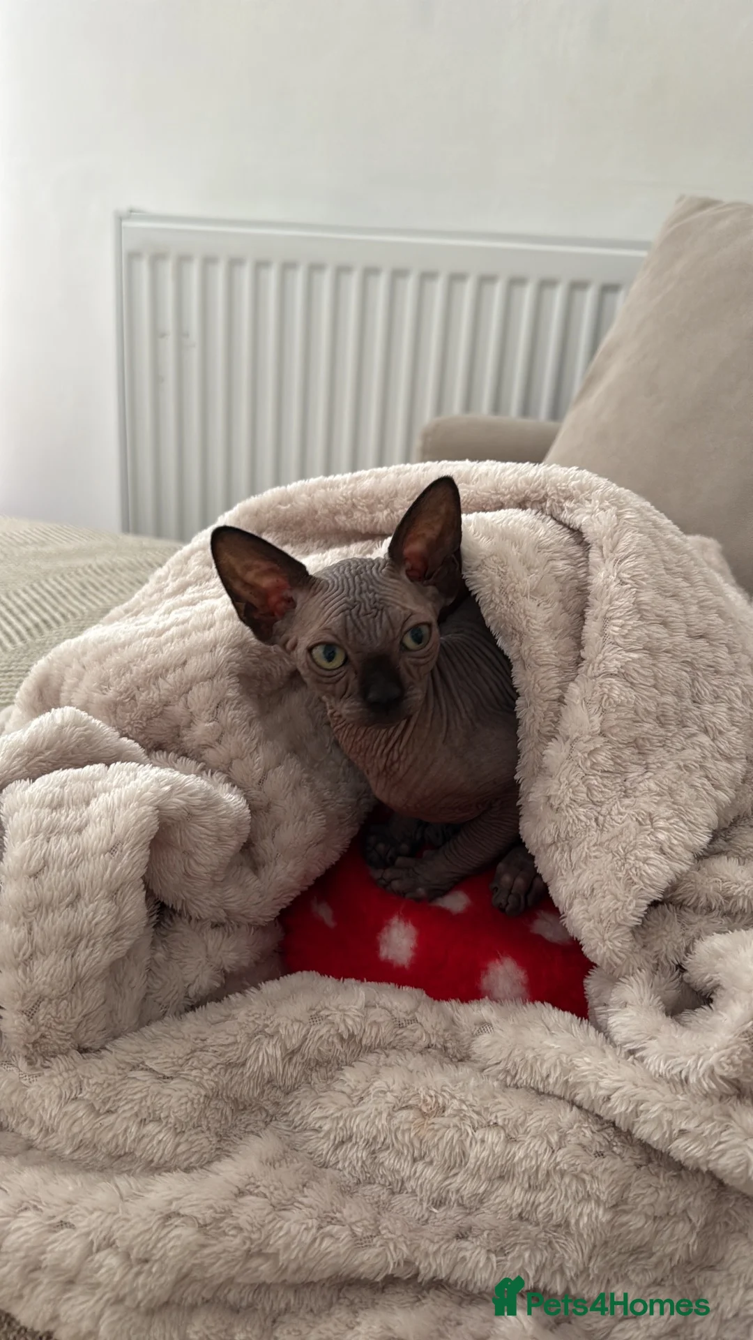 Sphynx cats for sale: Black sphynx boy looking for a new home.  - Advert 6