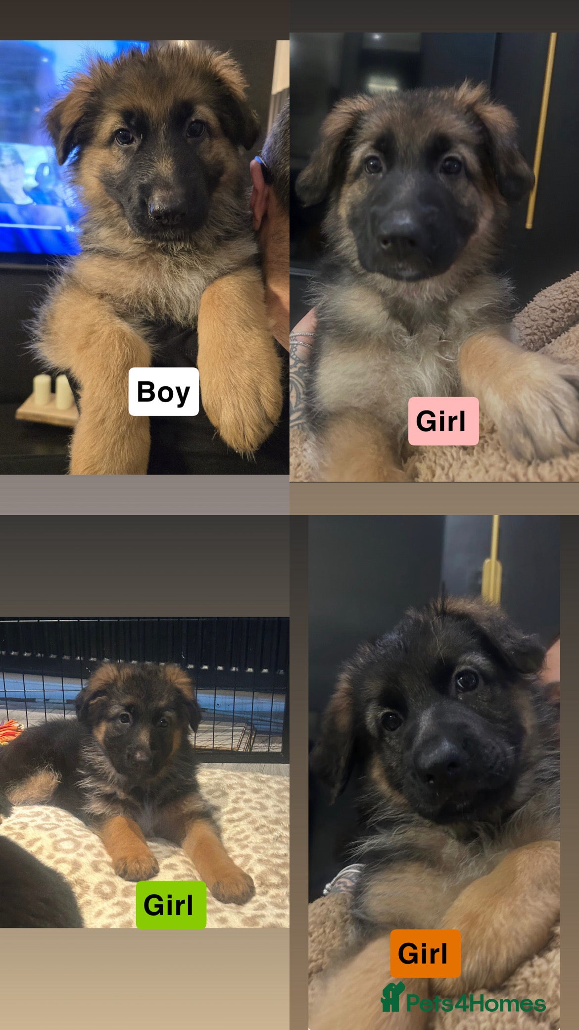 German Shepherd dogs German shepherd puppies Amber blood line  - Advert 5