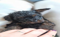 Cavapoo dogs for sale: Beautiful phantom F1B cavapoos - Image 3