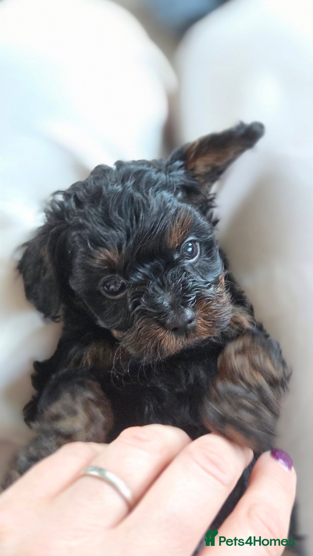 Cavapoo dogs for sale: Beautiful phantom F1B cavapoos - Image 3