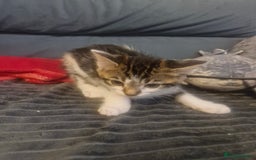 Mixed Breed cats for sale: 2 boys and girls for sale - Image 4