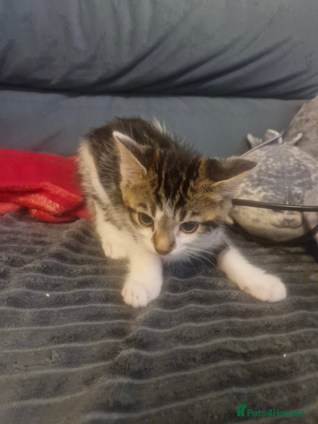Mixed Breed cats for sale: 2 boys and girls for sale - Image 4