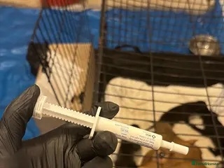 Mixed Breed dogs Herder pupps - Advert 2