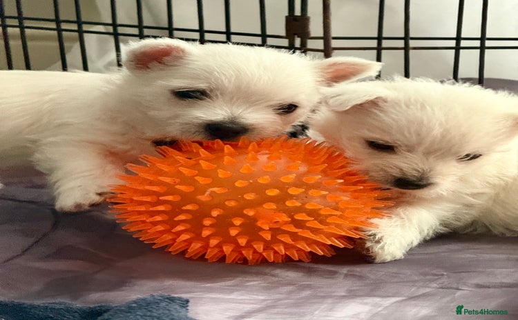 West Highland Terrier dogs - Advert 2