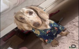 Miniature Dachshund dogs for sale: Isabella & tan long haired dapple - Image 14