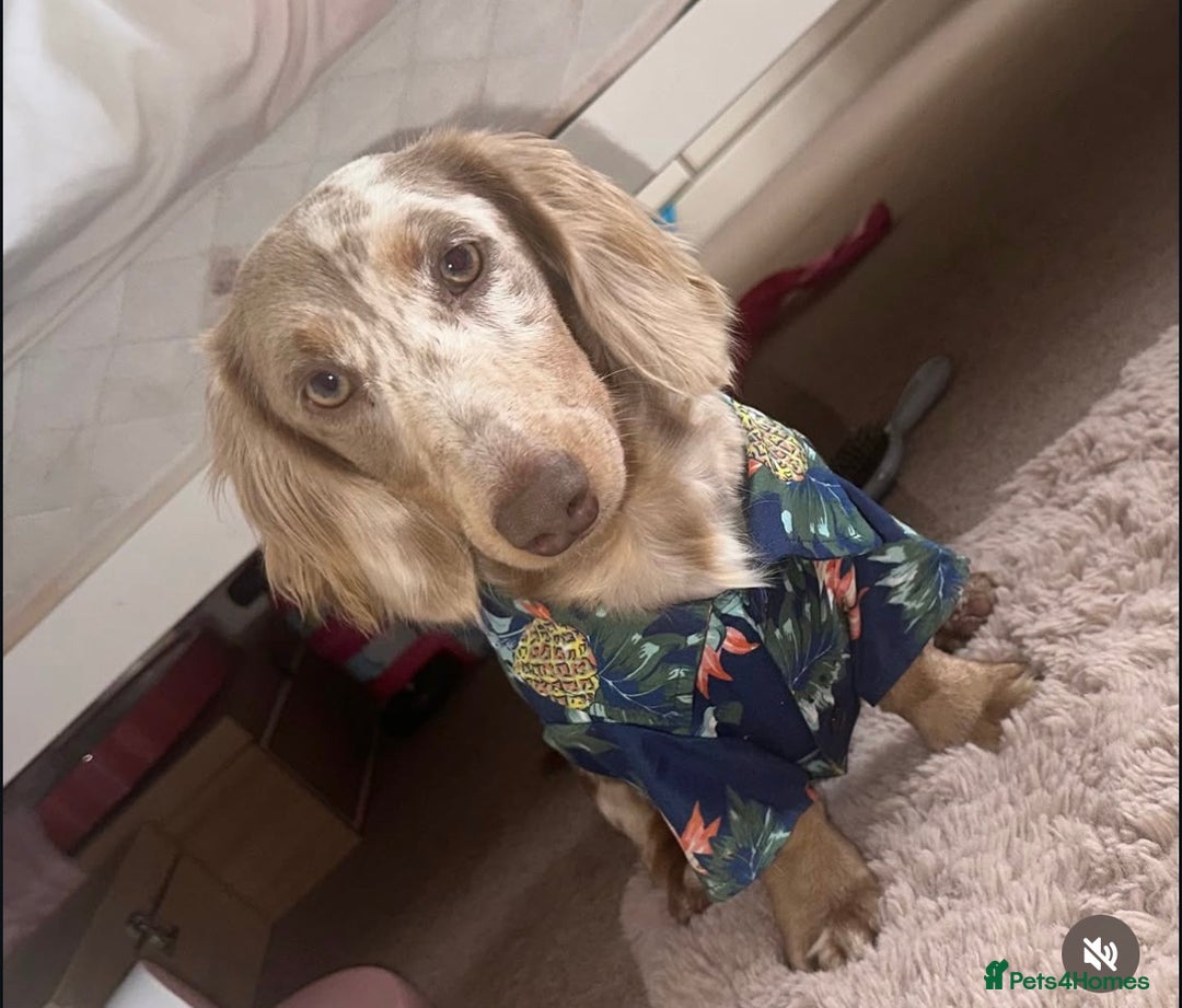 Miniature Dachshund dogs for sale: Isabella & tan long haired dapple - Image 14
