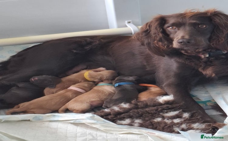 Cocker Spaniel dogs - Advert 3