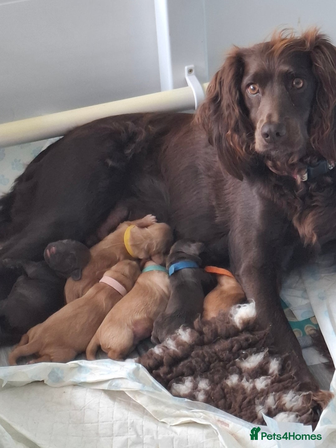 Cocker Spaniel dogs for sale: Working Cocker Spaniel Pups parents DNA tested - Image 1