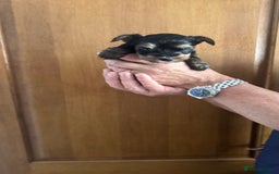 Yorkshire Terrier dogs for sale: Yorkshire terrier puppy  - Image 5