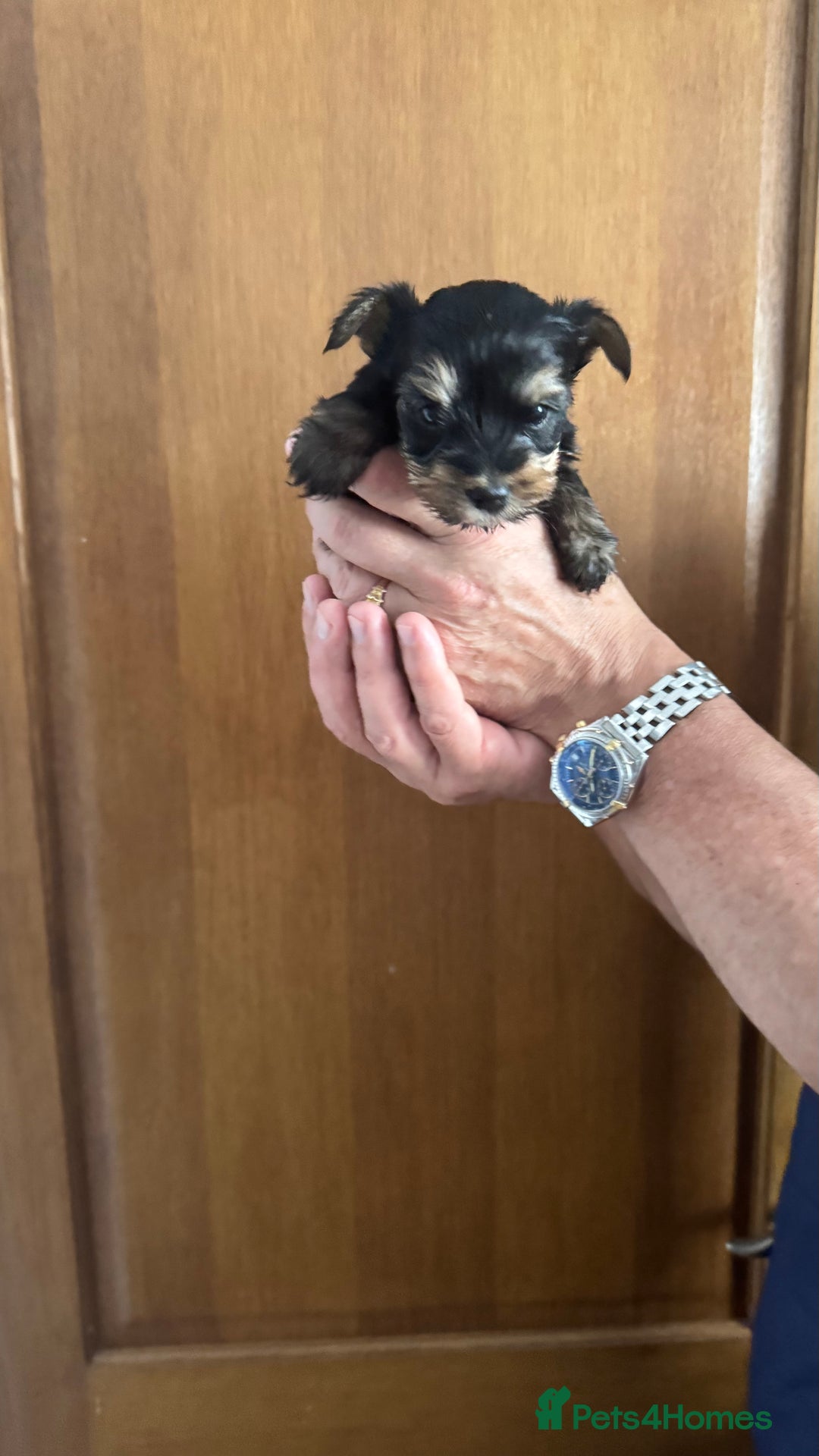Yorkshire Terrier dogs for sale: Yorkshire terrier puppy  - Image 5