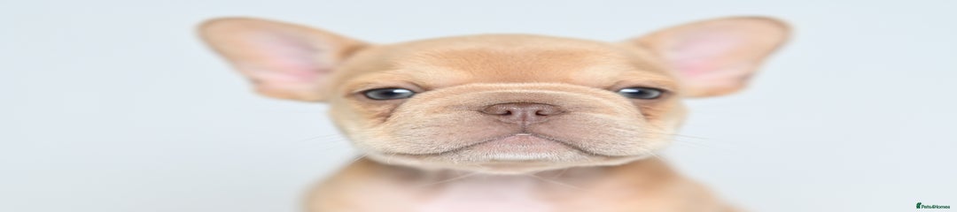 French Bulldog Puppy 6
