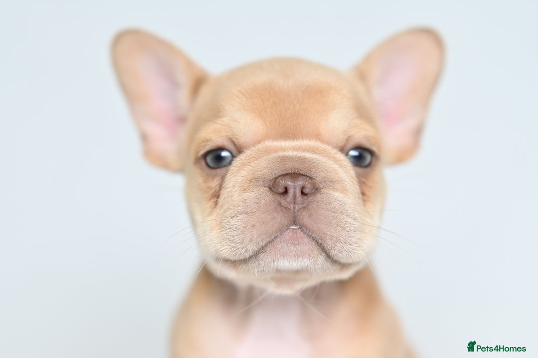 French Bulldog dogs for sale: Fluffy French Bulldogs/DNA Tested Parents  - Image 5