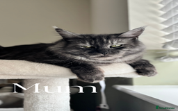 Maine Coon cats for sale: Pure brew fluffy mainecoon kittens  - Image 8