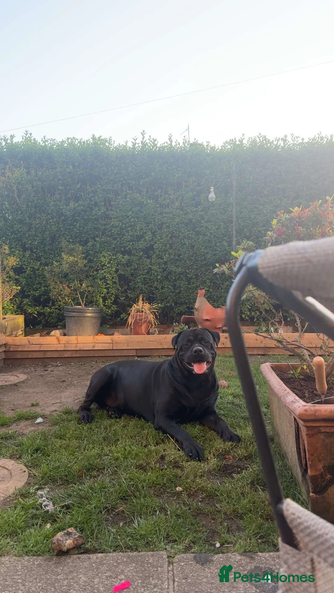 Rottweiler dogs for sale: Kizer, 3 yr old male Rottweiler  in Burnley - Advert 2