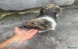 Huskita dogs for sale: akkita mix hussky - Image 4