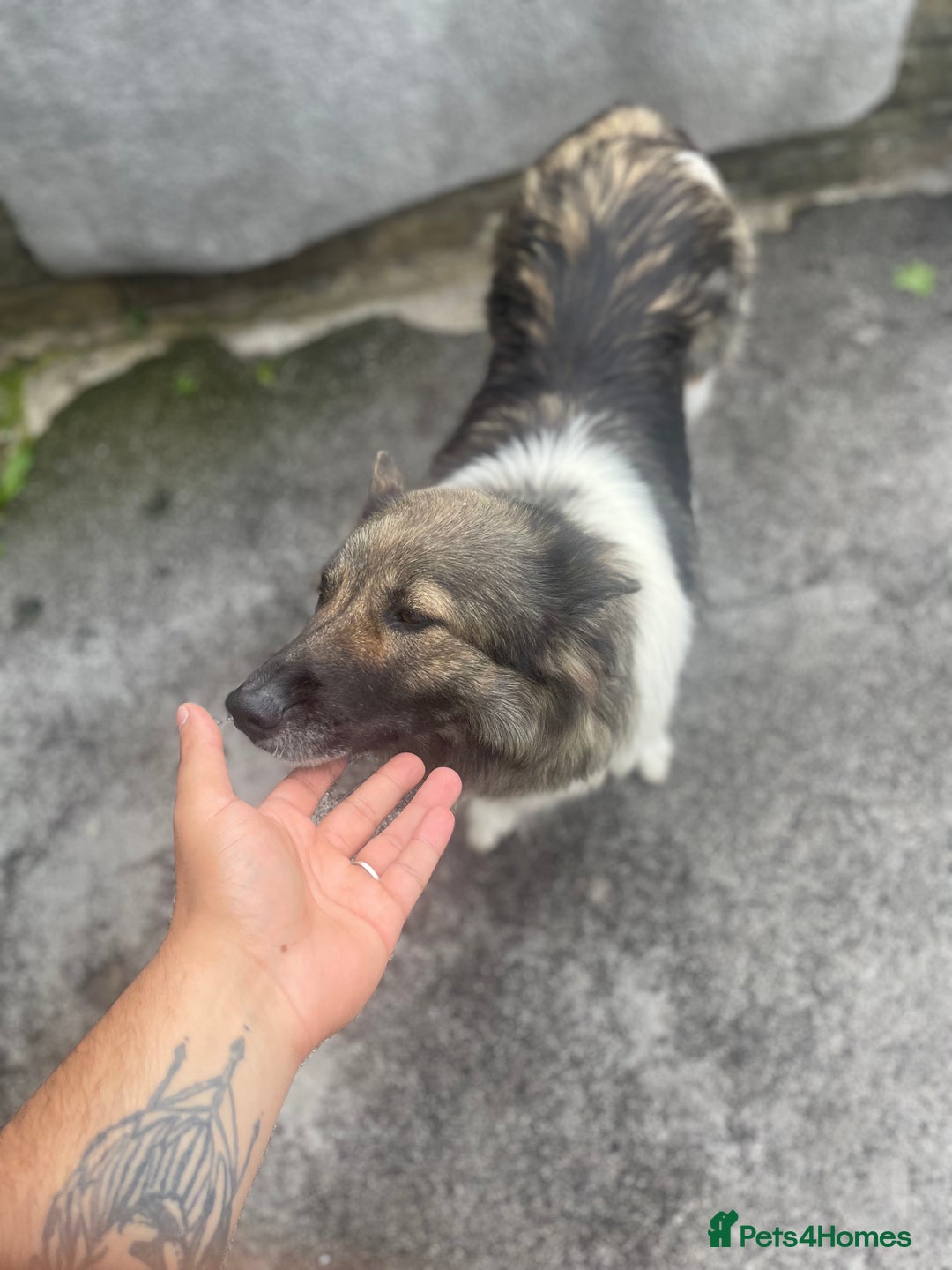 Huskita dogs for sale: akkita mix hussky - Image 4