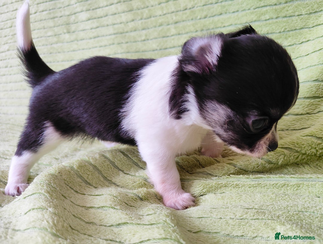 Chihuahua dogs for sale: Amazing Quality Long Coat Chihuahua puppies - Image 21