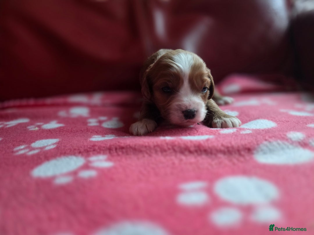 Cavapoo dogs for sale: F1 cavapoos  - Advert 12