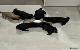 Poochon dogs for sale: Poochon puppies for sale - Image 8