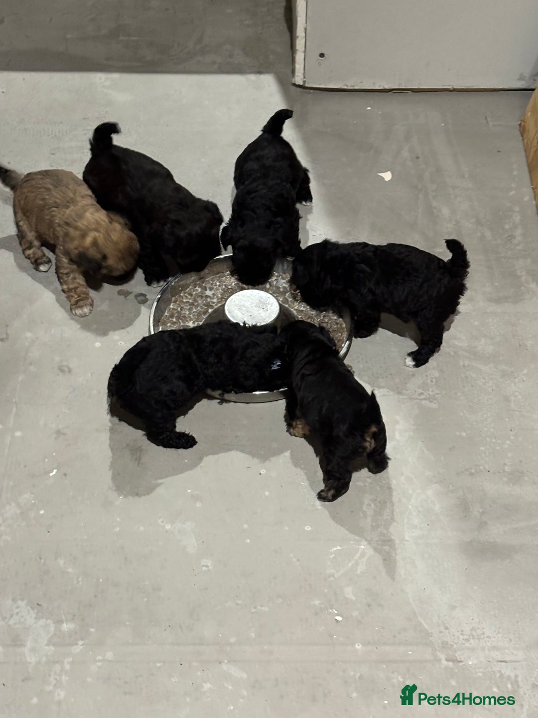 Poochon dogs for sale: Poochon puppies for sale - Image 8