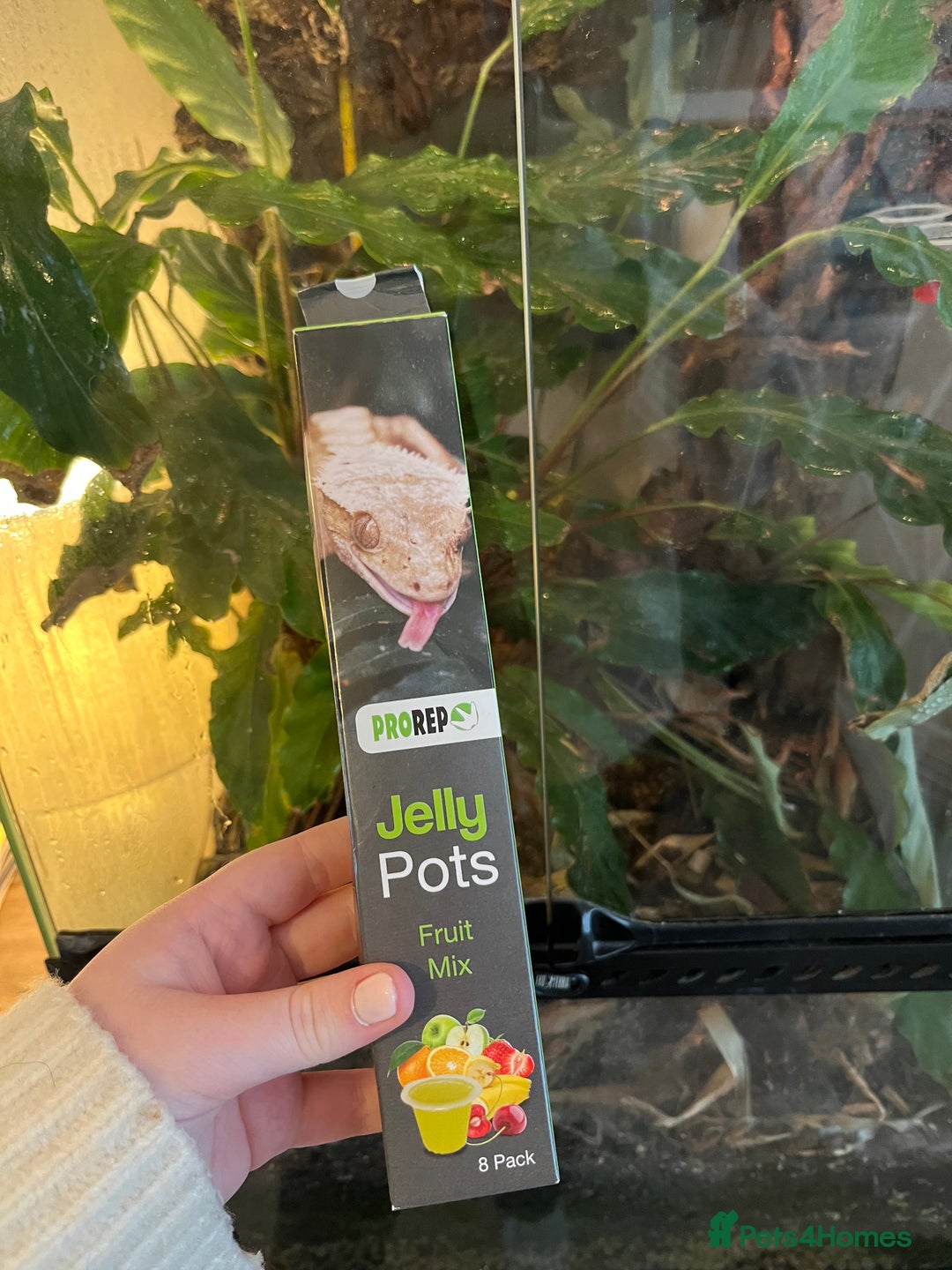 Gecko reptiles for sale: Male Crested Gecko and inclosure. - Image 3