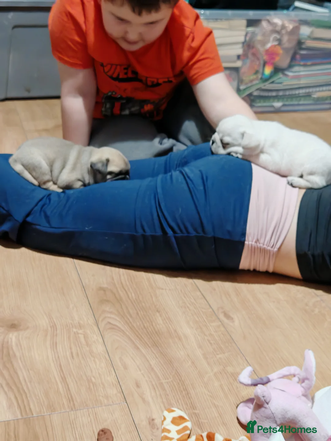 Frug dogs for sale: Frug puppies  - Advert 20