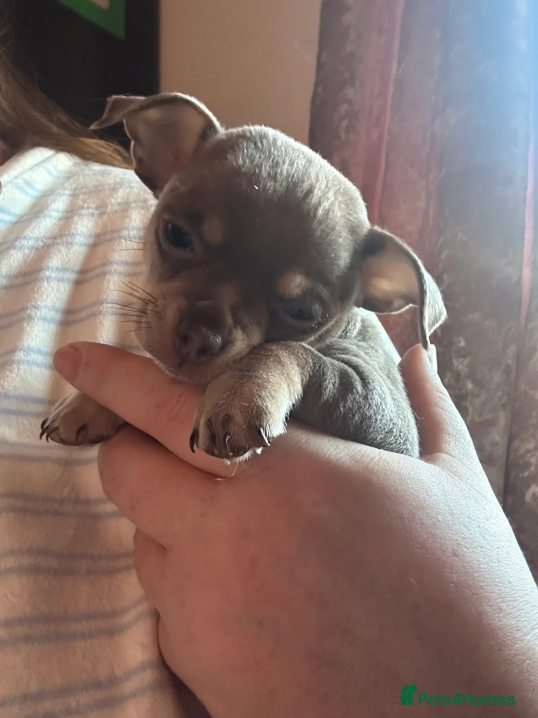 Chihuahua dogs for sale: 3 beautiful baby chihuahuas  - Advert 2